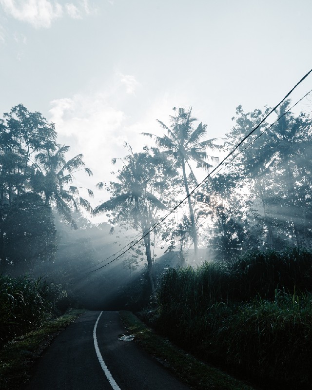 Lichtstralen fotograferen palmbomen