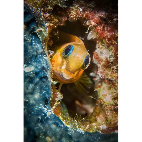 Sealife-Macrolens-6-67mm-for-all-Sportdiver-models_5.jpg