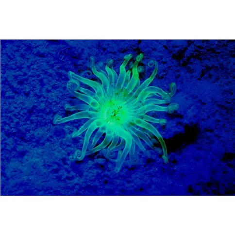 Sealife-Sea-Dragon-Fluoro-Dual-Beam-Light-Kit_6.jpg