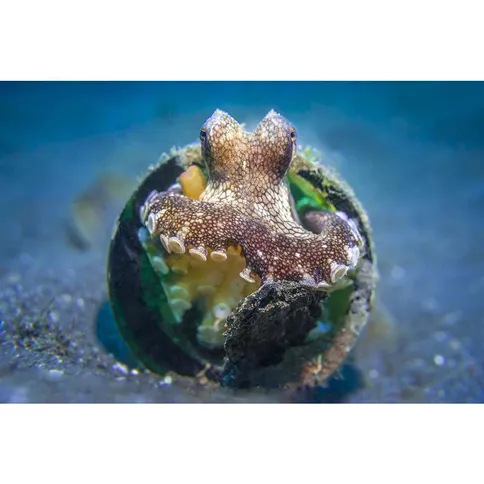 Sealife-Macrolens-6-67mm-for-all-Sportdiver-models_4.jpg