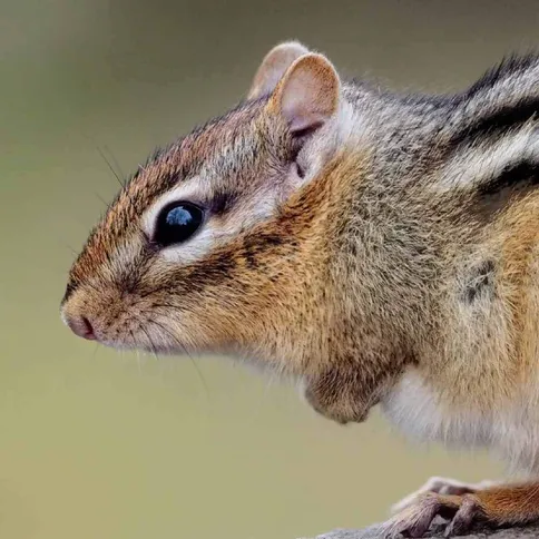 OM_System_M.Zuiko_300mm_F4.0_IS_PRO_Sample_Chipmunk.jpg