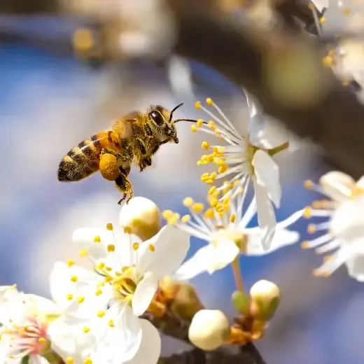 lente-bericht-macro-tips.webp