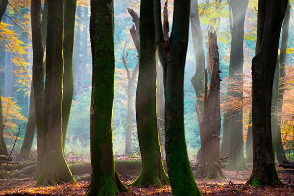 Nico van Kappel speulderbos.jpg