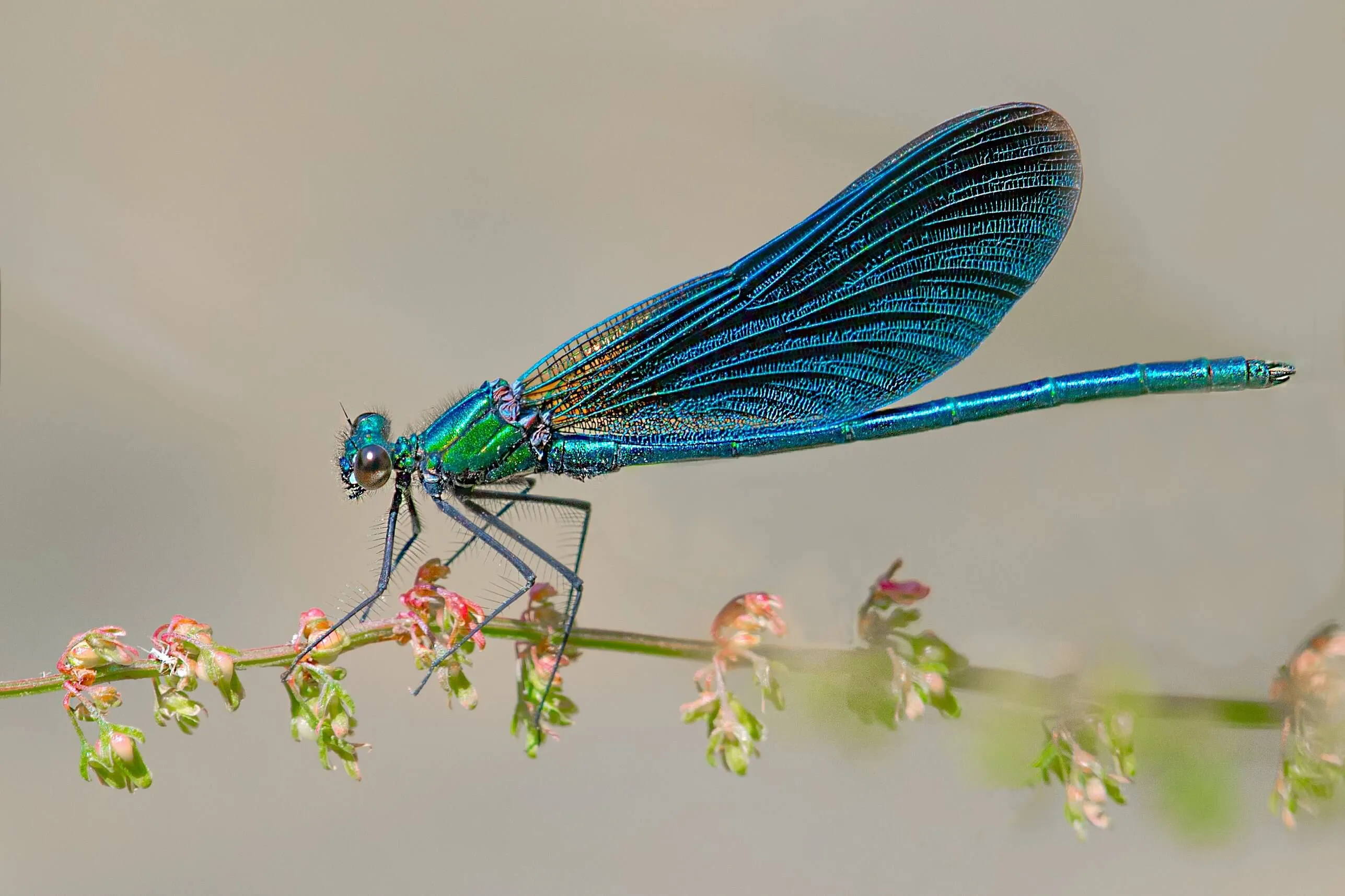 AdobeStock_303366910.jpeg