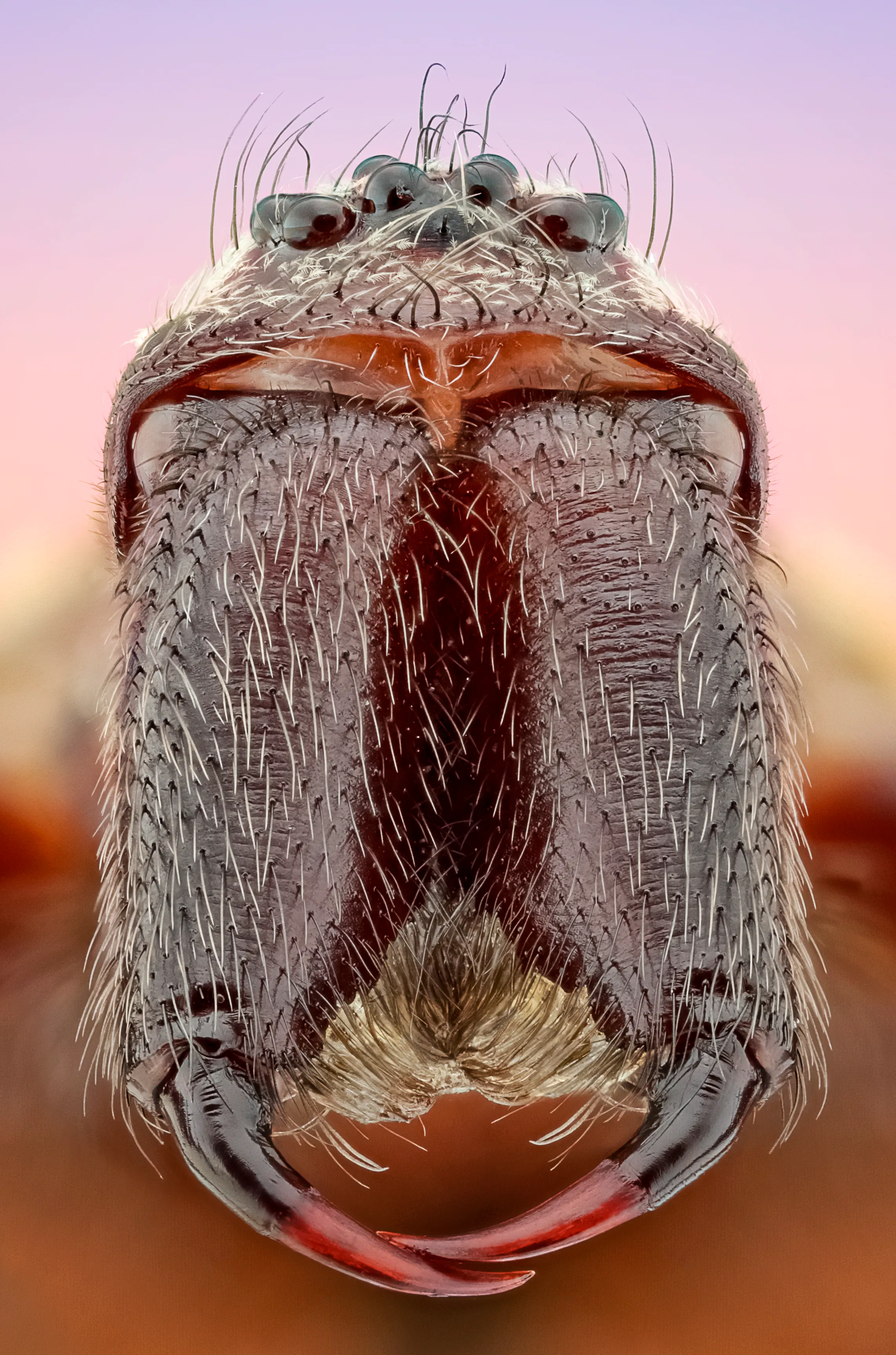 Macrofotografie - interview marco jongsma - Huisspin.jpg