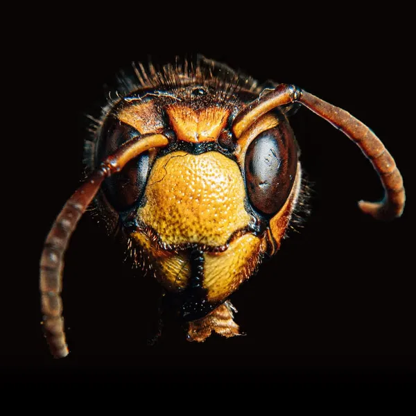HPP-2022-thuisopdracht-7-macro.jpg