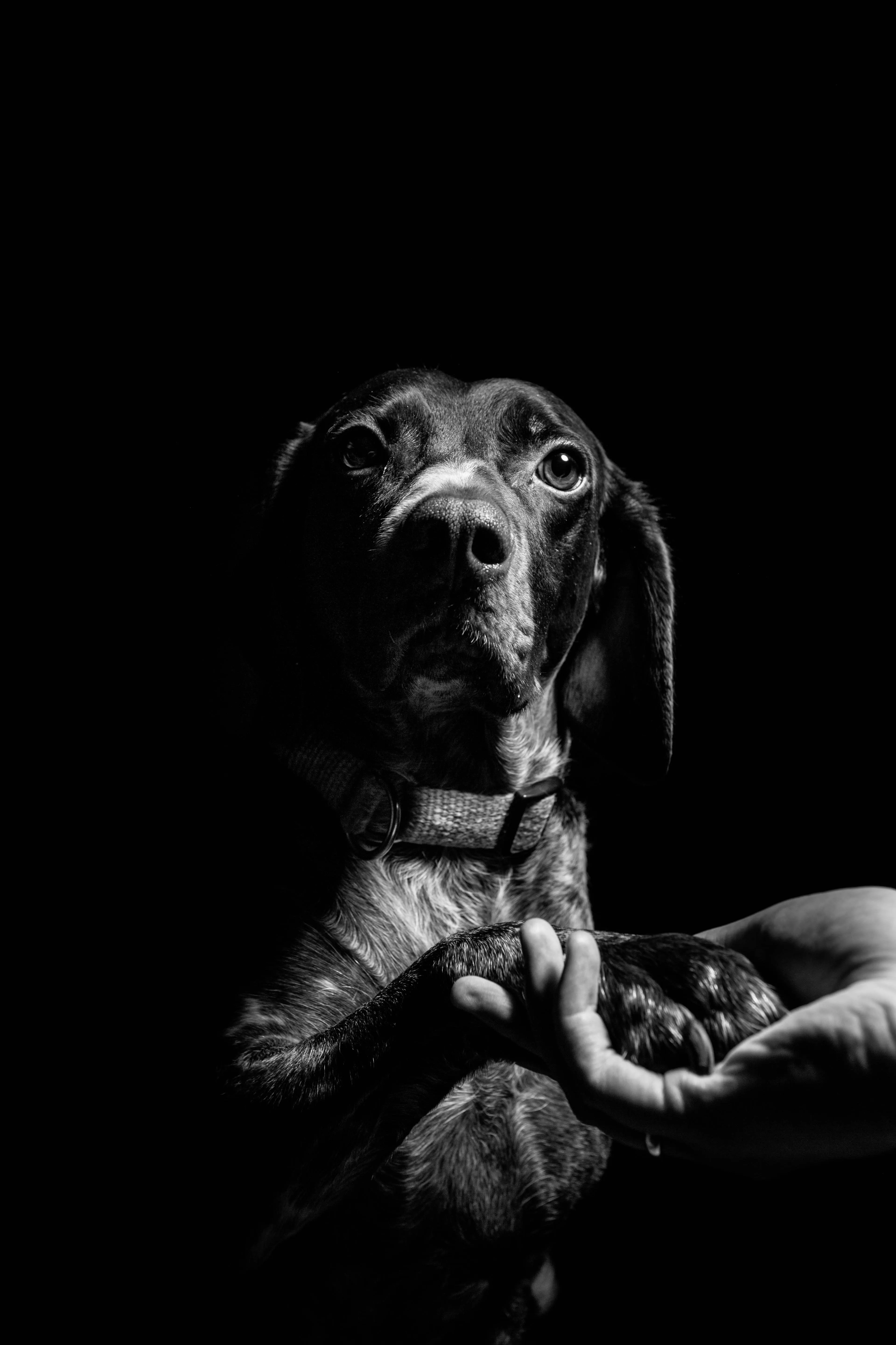 low-key-hond.jpg