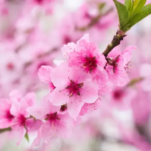 bericht-lente-bloesem.webp