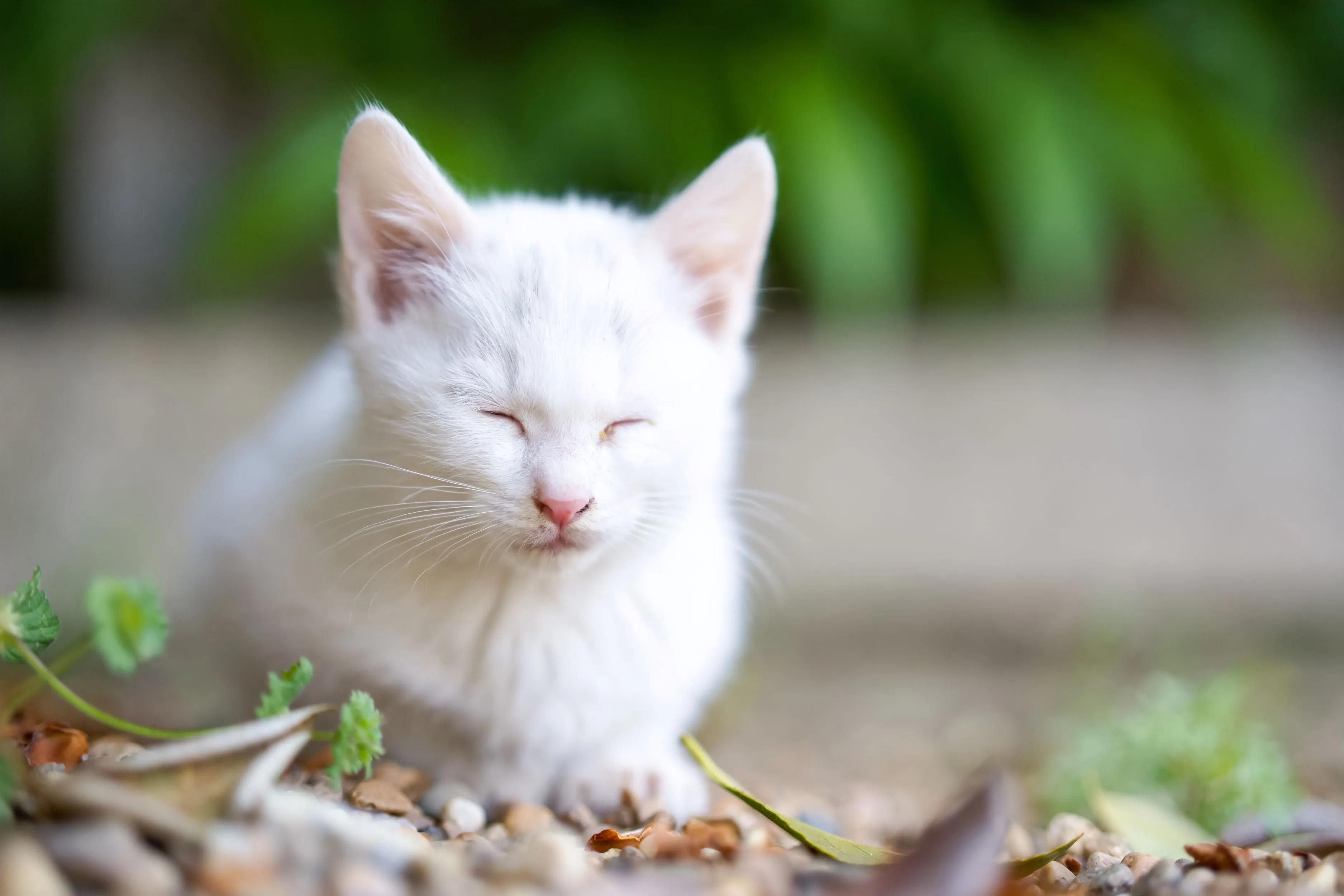 AdobeStock_1458578972.jpg