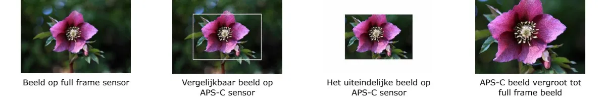 Foto_1_canon_ef_rf_lenzen_pagina_NL.jpg