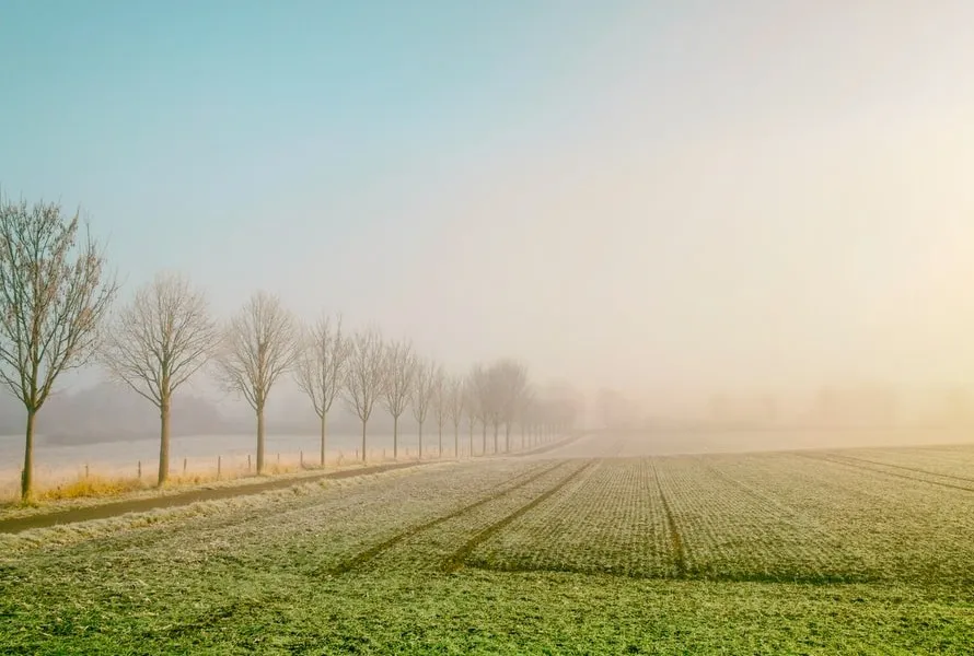 fog-1.jpg