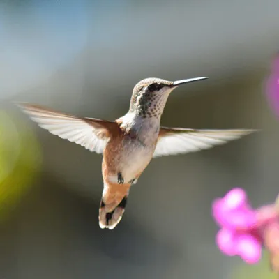 Vogelfotografie.jpg