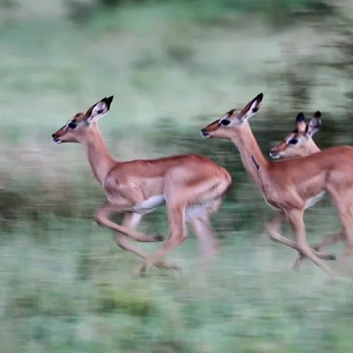 Bewegende-dieren.jpg