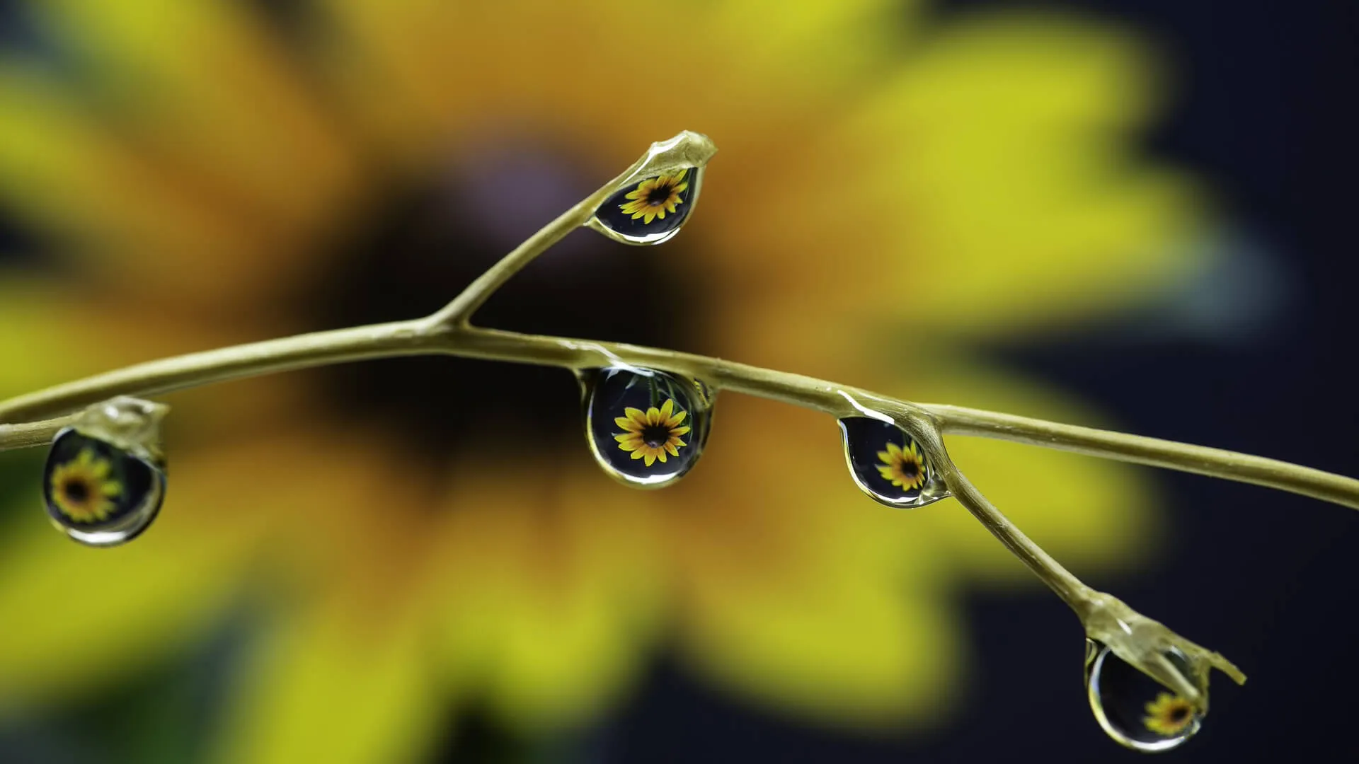 reflectie-in-druppels-fotograferen_5.jpg