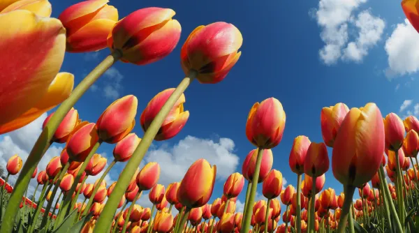 Lentefotografie - Tip 7.webp