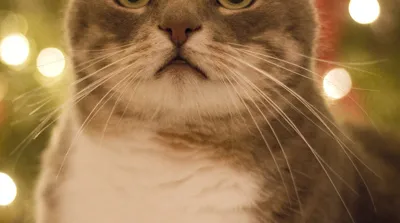 Kerstkat.jpg