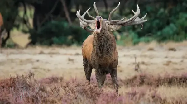 herten-nl-veluwe.webp