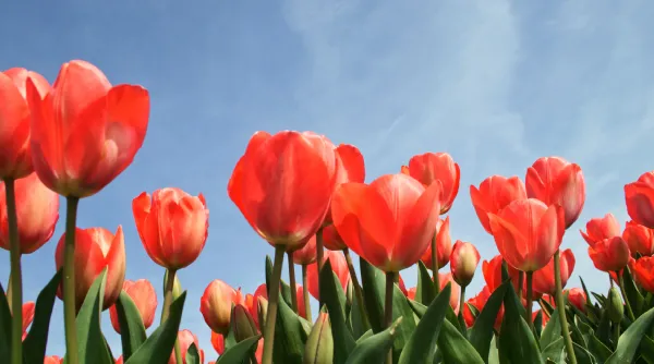 Tulpen - Tip 2.webp