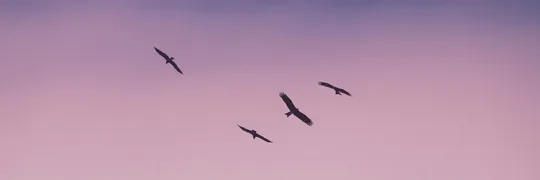 Opdracht_9_Perfecte_Plaatje_banner.jpg