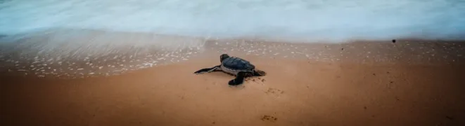 slowmo_banner.jpg