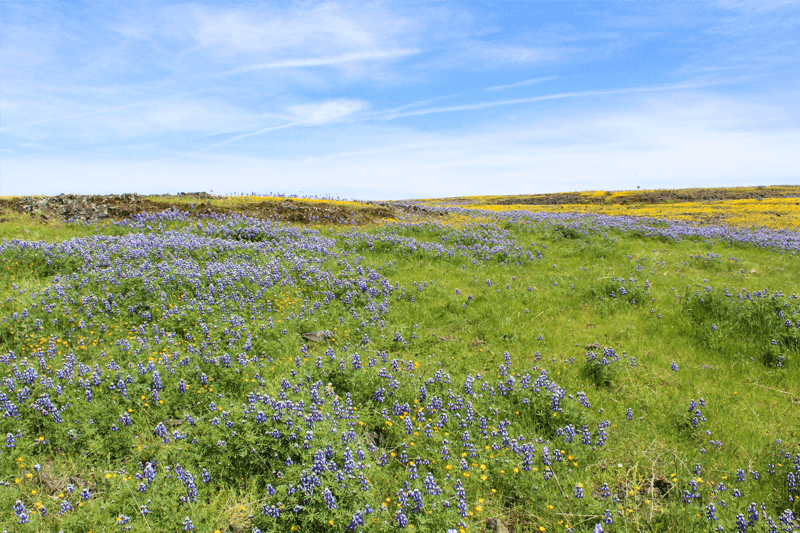 foto's bewerken photoshop landschap