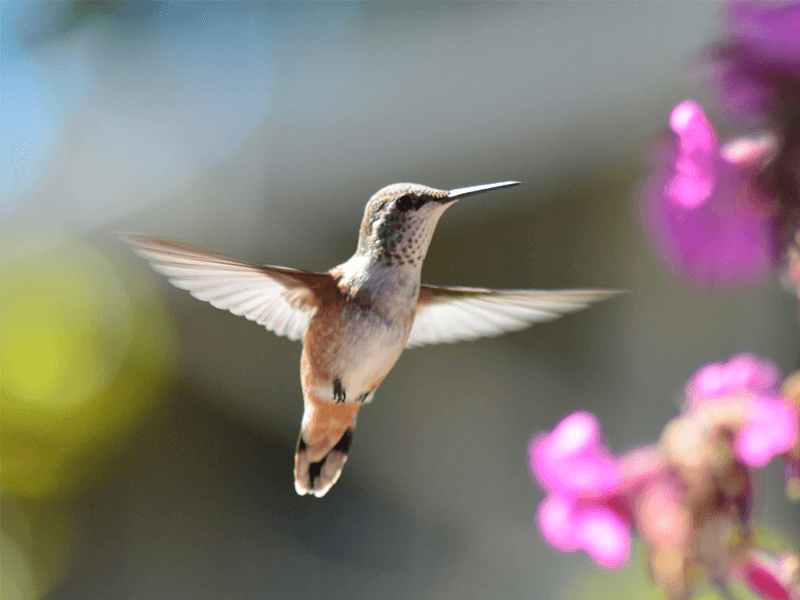 een toevoegen transmissie De beste apparatuur voor vogelfotografie