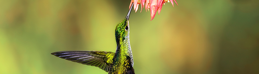 photographie-animaliere-incontournables