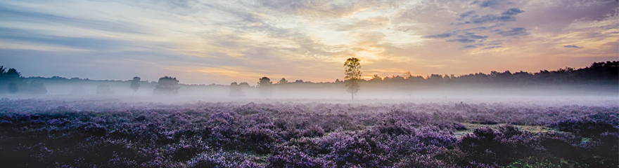 Fotograferen op de heide