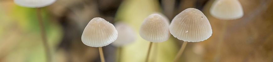 paddenstoelen-tijdstippen