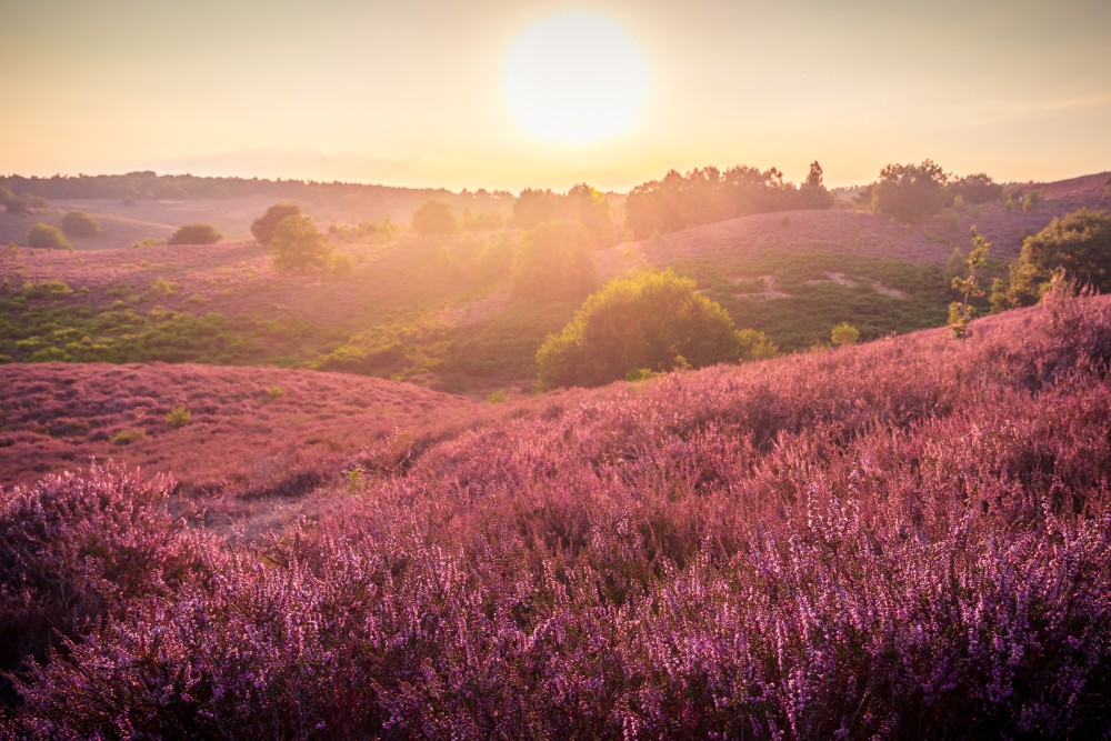 Heide voorbeeldfoto zonsopkomst