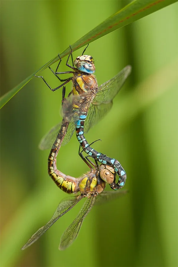 Macrofotografie