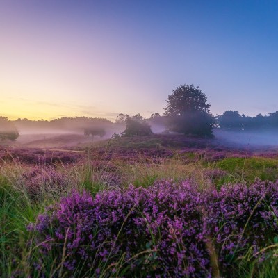 fotograferen-op-de-heide