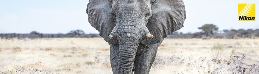 tierfotografie-wildtiere